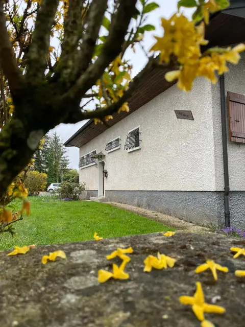 Le jardin au printemps, un forsythia en fleurs au premier plan et la maison en arrière-plan.